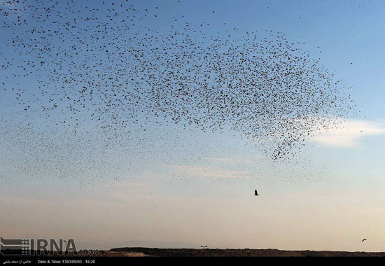 عکس: هجوم بی‌سابقه پرندگان به کهریزک