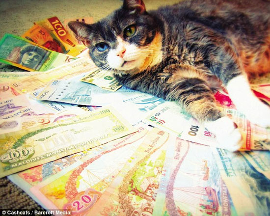 پولدارترین گربه‌های جهان! +عکس
