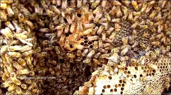عجیب ترین مکان برای کندوی زنبورها +عکس