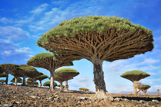 عکس: با شکوه‌ترین درختان جهان