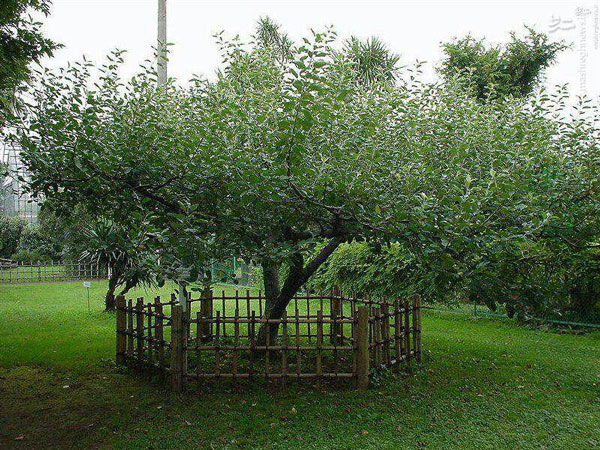 درخت سیب نیوتن
