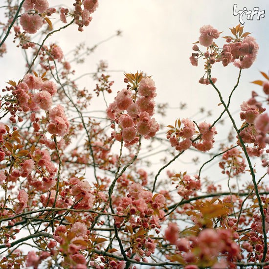 شکوفه های گیلاس در نیویورک +عکس