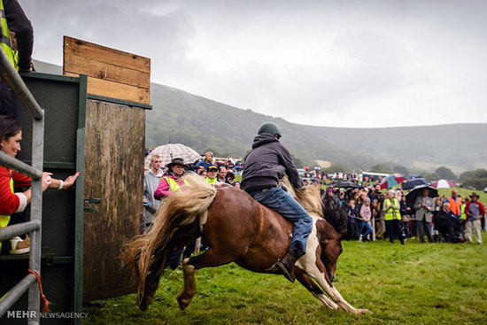 مسابقه سوارکاری با اسب‌های وحشی