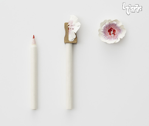 عکس: گل کاغذی با الهام از تراشه مداد