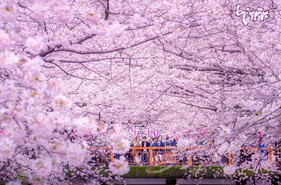 رنگ آمیزی دریاچه توکیو با شکوفه ها