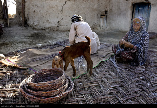 عکس: گزبافی در سیستان و بلوچستان