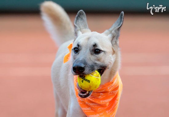 عکس: سگ های توپ جمع کنِ تنیس!