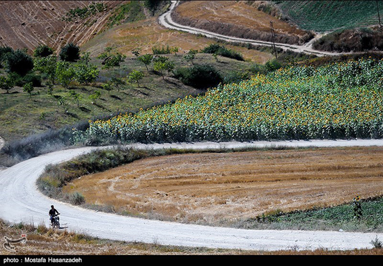 مزارع زیبای آفتابگردان