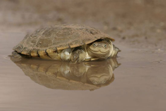 عجیب‌ترین لاک‌پشت‌های دنیا +عکس