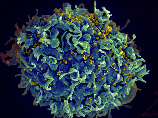 12 ویروس کشنده که به طور فریبنده ای زیبا هستند
