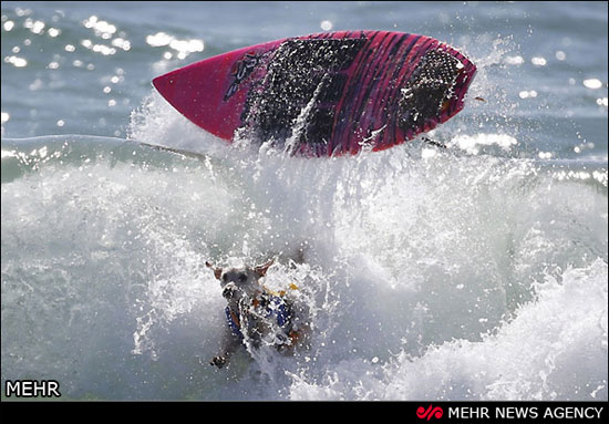 عکس: مسابقات موج سواری سگ ها‎!