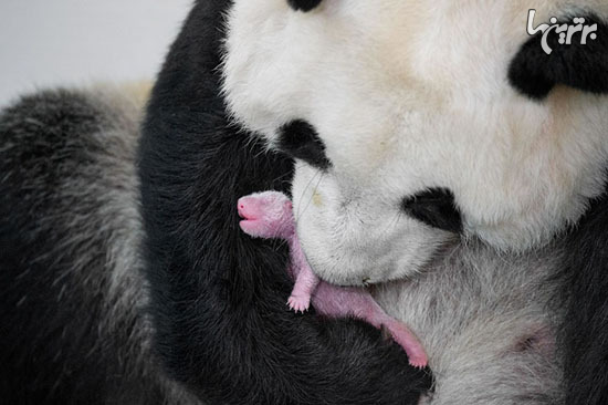 تصاویر زیبا از گرما و مهر مادری در دنیای حیوانات