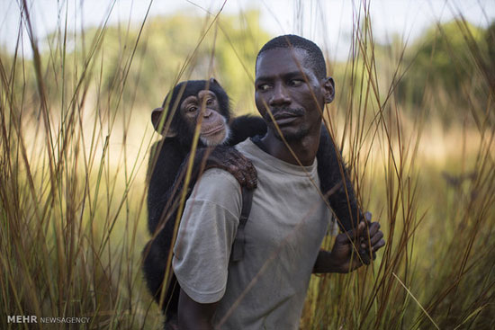 محافظت از شامپانزه ها در گینه‎