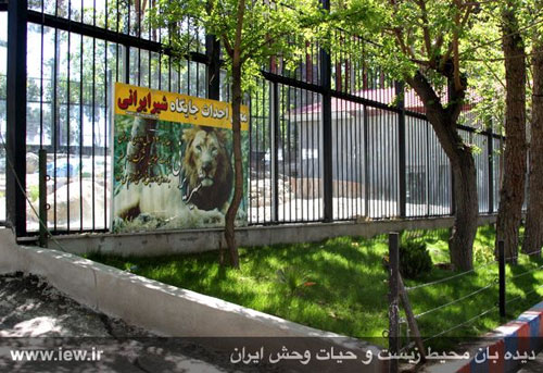بازگشت شیر ایرانی به خانه اش +عکس