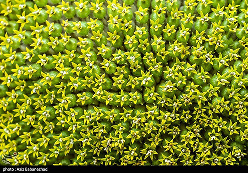 مزارع گل آفتابگردان در الشتر