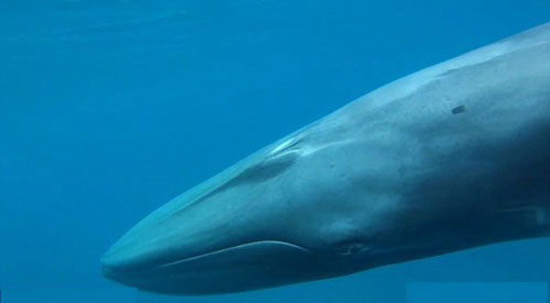 نادرترین نهنگ جهان شکار دوربین شد