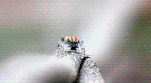 عکس متحرک: حشرات و انگل های چندش آور