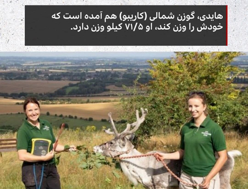 در باغ‌وحش چطور جانوران را وزن می‌کنند؟