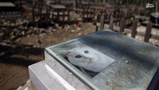 عکس: قبرستان حیوانات خانگی در چین