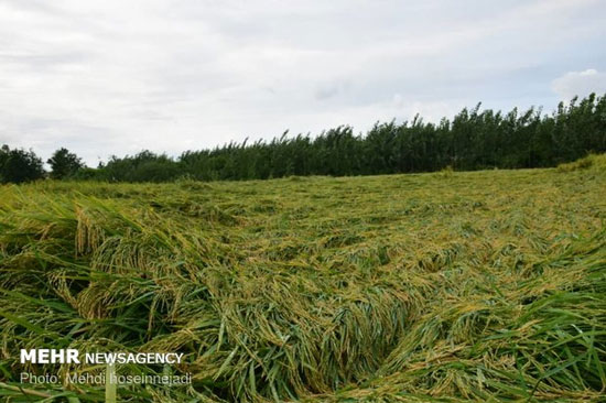 خسارت بارش باران به مزارع برنج در آستارا