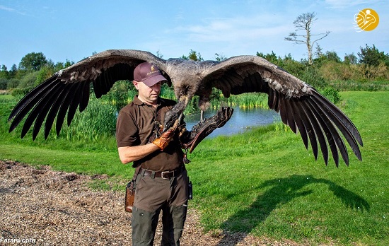 بزرگترین پرنده شکاری در جهان