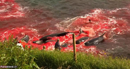 عکس: قتل عام نهنگ‌ها در جزایر فارو (16+)