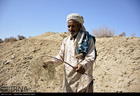 عکس: گزبافی در سیستان و بلوچستان