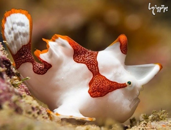 موجودات عجیب و غریب دریایی که باید ببینید