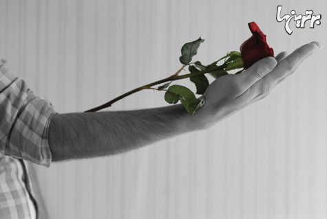 گل را با نوک انگشت هدیه بدهیم یا با دو دست؟