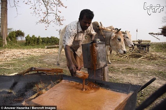 تصاویری از روش سنتی تولید شکر طلایی در هند