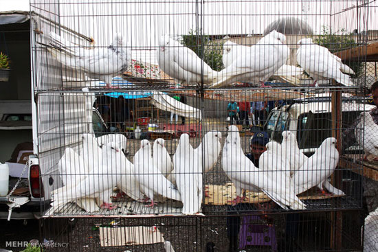 عکس: بازار فروش پرندگان در تهران