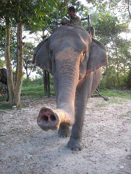 حقایق عجیب و خارق العاده درباره فیل‌ها