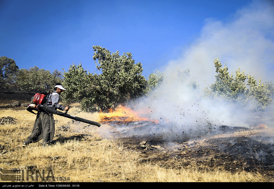 آتش سوزی در جنگل‌های بلوط کردستان