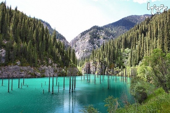 جنگلی غرق شده در دریاچه کیندی قزاقستان