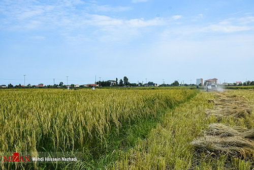 برداشت برنج از مزارع آستارا