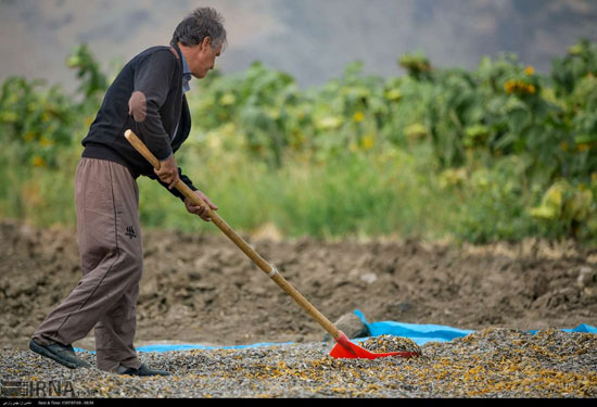 برداشت و خشک کردن تخمه در روستای «چمه»