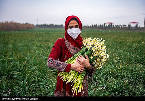 عکس‌های برداشت گل نرگس از مازندران دل‌تان را می‌برد