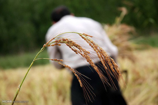 عکس: برداشت برنج در آذربایجان