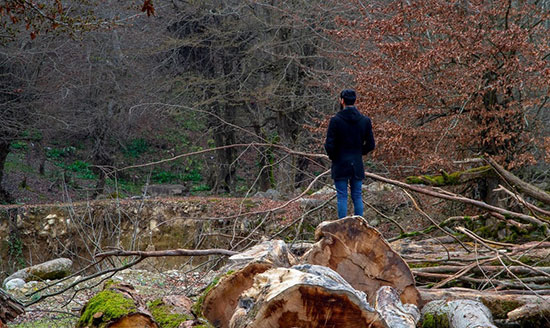 جنگل‌خواری در مازندران