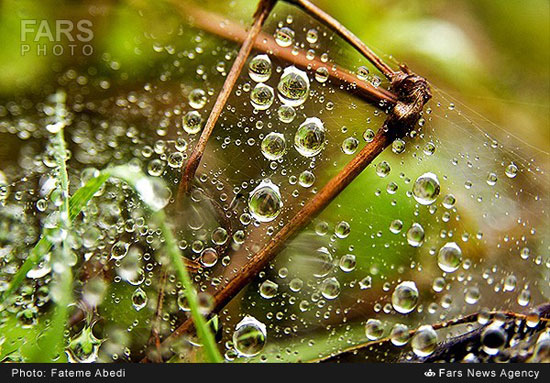 عکس: پس از باران