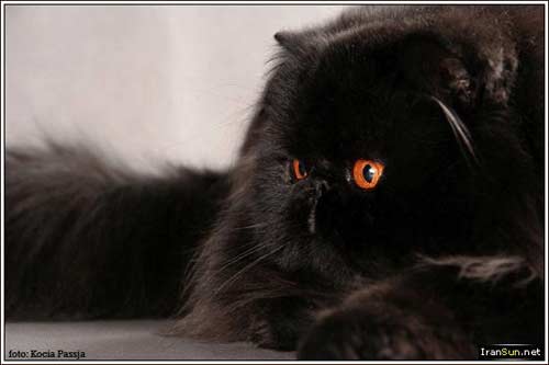 گربه ایرانی (Persian Cat) دوست داشتنی