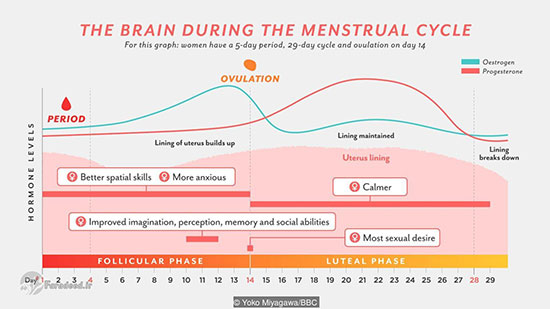 چگونه مغز زنان هر ماه تغییر می‌کند؟