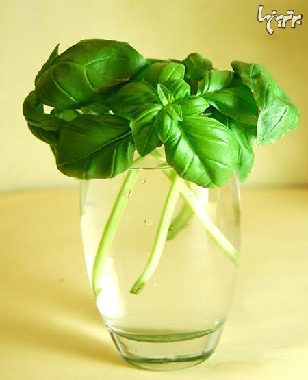 گل‌ها و سبزیجاتی که تنها با یک لیوان آب می‌توانید پرورش دهید!