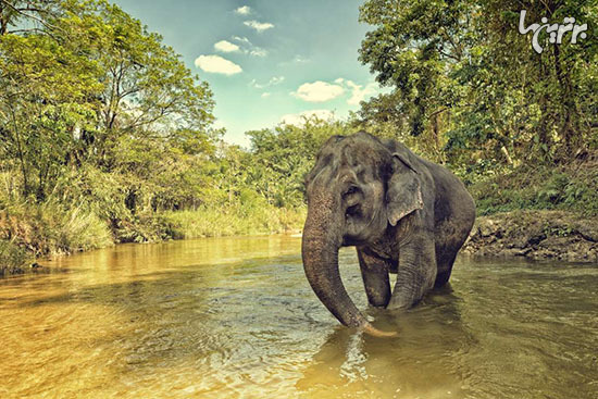 چیز‌های جالبی که درباره فیل‌ها نمی‌دانستید