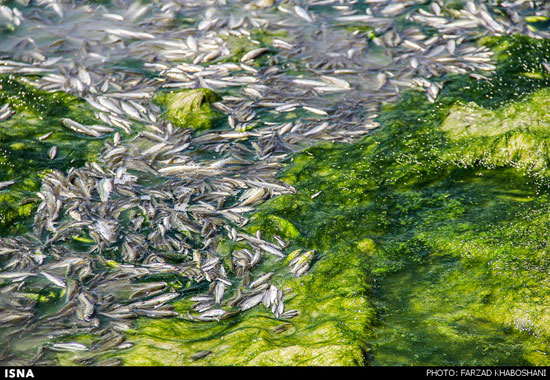 عکس: بی‌آبی ماهی‌های زاینده رود را کشت