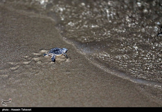 عکس: تولد لاکپشت های پوزه عقابی در کیش