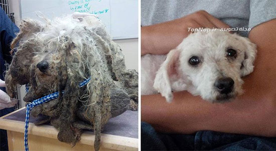 سگ های ولگرد قبل و بعد از نجات +عکس