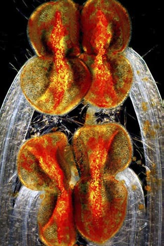 برترین تصاویر میکروسکوپی سال 2012