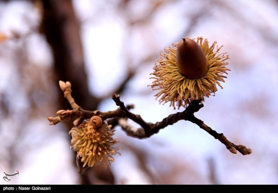 جنگل های بلوط ایلام در حال نابودی +عکس