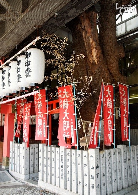 ساخت ایستگاه قطار در اطراف درخت 700 ساله ژاپنی